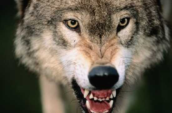 Top 10 Little-Known Facts About Wolves - Listverse