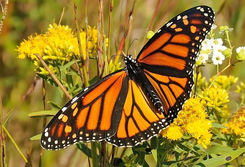 CANCELLED: Milkweed, Monarchs and Climate Change - Howard County ...