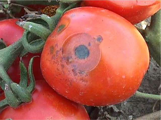 Tomato Rot Diseases: Causes, Types, Treatment and Prevention - Jotscroll