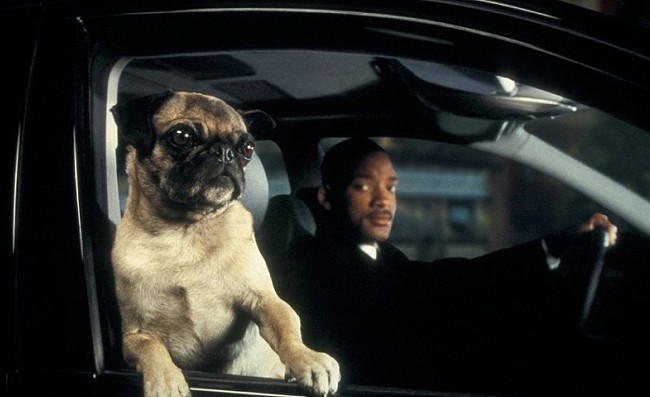 Frank The Pug Sings THIS Song In 